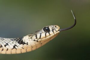 Tot ce trebuie să știi despre șerpii veninoși